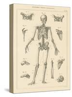 Skeleton Chart-Wild Apple Portfolio-Stretched Canvas