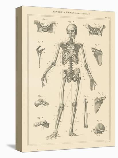 Skeleton Chart-Wild Apple Portfolio-Stretched Canvas