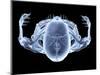 Skeleton From Above, X-ray Artwork-David Mack-Mounted Premium Photographic Print