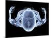 Skeleton From Above, X-ray Artwork-David Mack-Mounted Photographic Print