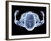 Skeleton From Above, X-ray Artwork-David Mack-Framed Photographic Print