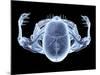 Skeleton From Above, X-ray Artwork-David Mack-Mounted Photographic Print