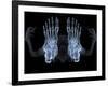 Skeleton From Below, X-ray Artwork-David Mack-Framed Photographic Print