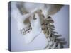 Skeleton head-Robert Llewellyn-Stretched Canvas