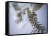 Skeleton head-Robert Llewellyn-Framed Stretched Canvas