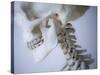 Skeleton head-Robert Llewellyn-Stretched Canvas