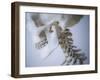 Skeleton head-Robert Llewellyn-Framed Premium Photographic Print