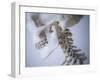 Skeleton head-Robert Llewellyn-Framed Premium Photographic Print