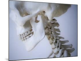 Skeleton head-Robert Llewellyn-Mounted Photographic Print