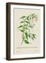 Skeleton Mantis and Oil Plant of Guzerat-J. Forbes-Framed Art Print