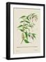 Skeleton Mantis and Oil Plant of Guzerat-J. Forbes-Framed Art Print