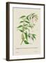 Skeleton Mantis and Oil Plant of Guzerat-J. Forbes-Framed Art Print