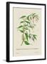 Skeleton Mantis and Oil Plant of Guzerat-J. Forbes-Framed Art Print