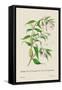 Skeleton Mantis and Oil Plant of Guzerat-J. Forbes-Framed Stretched Canvas