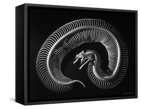 Skeleton of a 4 Foot Long Gaboon Viper, Showing 160 Pairs of Movable Ribs-Andreas Feininger-Framed Stretched Canvas