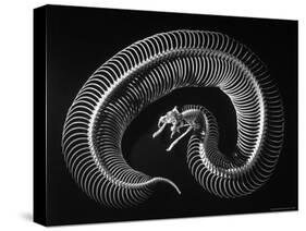 Skeleton of a 4 Foot Long Gaboon Viper, Showing 160 Pairs of Movable Ribs-Andreas Feininger-Stretched Canvas