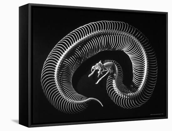 Skeleton of a 4 Foot Long Gaboon Viper, Showing 160 Pairs of Movable Ribs-Andreas Feininger-Framed Stretched Canvas