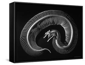 Skeleton of a 4 Foot Long Gaboon Viper, Showing 160 Pairs of Movable Ribs-Andreas Feininger-Framed Stretched Canvas