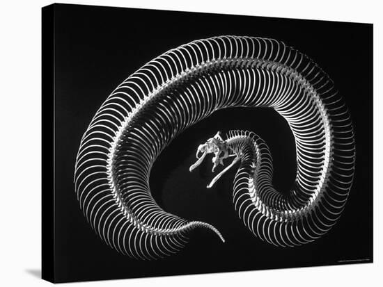 Skeleton of a 4 Foot Long Gaboon Viper, Showing 160 Pairs of Movable Ribs-Andreas Feininger-Stretched Canvas