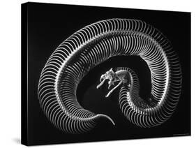 Skeleton of a 4 Foot Long Gaboon Viper, Showing 160 Pairs of Movable Ribs-Andreas Feininger-Stretched Canvas