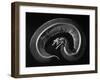 Skeleton of a 4 Foot Long Gaboon Viper, Showing 160 Pairs of Movable Ribs-Andreas Feininger-Framed Photographic Print
