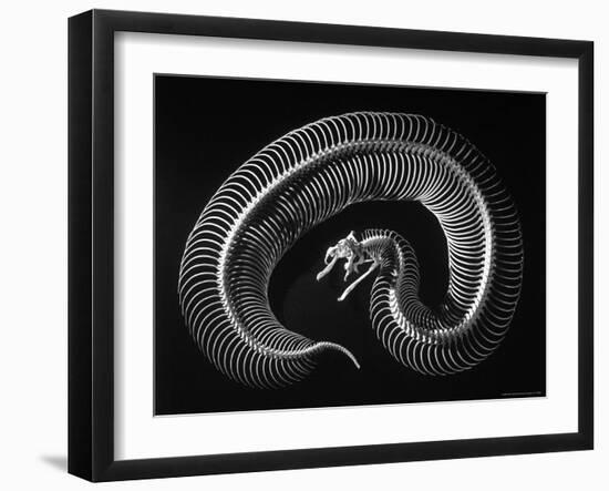 Skeleton of a 4 Foot Long Gaboon Viper, Showing 160 Pairs of Movable Ribs-Andreas Feininger-Framed Photographic Print