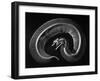 Skeleton of a 4 Foot Long Gaboon Viper, Showing 160 Pairs of Movable Ribs-Andreas Feininger-Framed Photographic Print