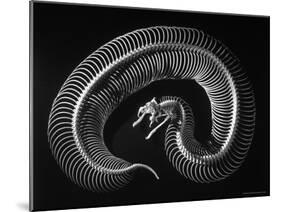 Skeleton of a 4 Foot Long Gaboon Viper, Showing 160 Pairs of Movable Ribs-Andreas Feininger-Mounted Photographic Print