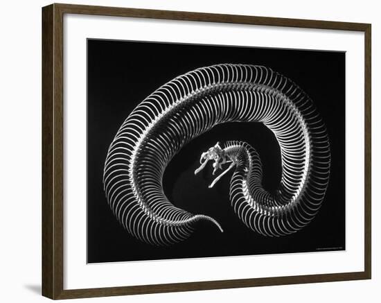 Skeleton of a 4 Foot Long Gaboon Viper, Showing 160 Pairs of Movable Ribs-Andreas Feininger-Framed Photographic Print