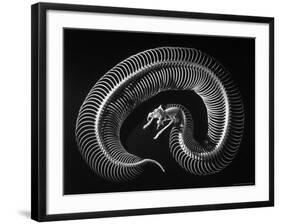 Skeleton of a 4 Foot Long Gaboon Viper, Showing 160 Pairs of Movable Ribs-Andreas Feininger-Framed Photographic Print