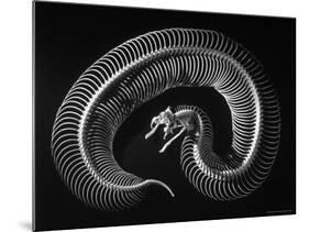 Skeleton of a 4 Foot Long Gaboon Viper, Showing 160 Pairs of Movable Ribs-Andreas Feininger-Mounted Photographic Print