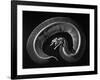 Skeleton of a 4 Foot Long Gaboon Viper, Showing 160 Pairs of Movable Ribs-Andreas Feininger-Framed Photographic Print