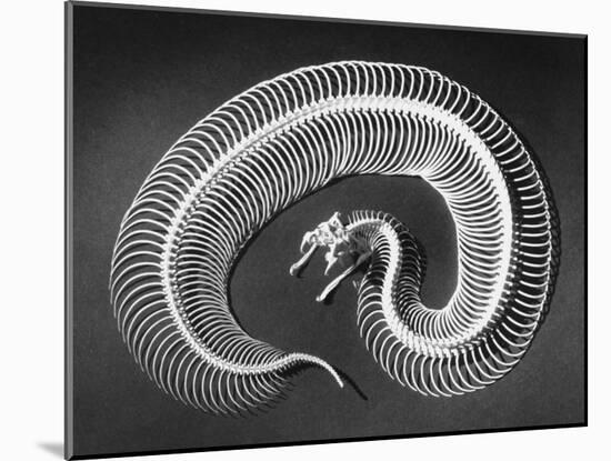 Skeleton of a 4-Foot-Long Gaboon Viper, Showing 160 Pairs of Movable Ribs-Andreas Feininger-Mounted Photographic Print