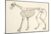 Skeleton of a Lion, Panthera Leo. from the National Encyclopaedia, Published C.1890-null-Mounted Giclee Print