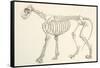 Skeleton of a Lion, Panthera Leo. from the National Encyclopaedia, Published C.1890-null-Framed Stretched Canvas