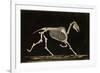 Skeleton of a Running Horse-null-Framed Photographic Print