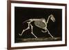 Skeleton of a Running Horse-null-Framed Photographic Print