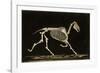 Skeleton of a Running Horse-null-Framed Photographic Print