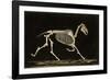 Skeleton of a Running Horse-null-Framed Photographic Print