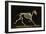 Skeleton of a Running Horse-null-Framed Photographic Print