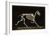 Skeleton of a Running Horse-null-Framed Photographic Print