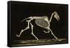 Skeleton of a Running Horse-null-Framed Stretched Canvas