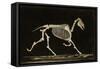 Skeleton of a Running Horse-null-Framed Stretched Canvas