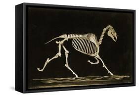 Skeleton of a Running Horse-null-Framed Stretched Canvas