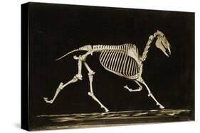 Skeleton of a Running Horse-null-Stretched Canvas