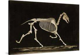 Skeleton of a Running Horse-null-Stretched Canvas