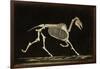 Skeleton of a Running Horse-null-Framed Photographic Print