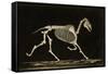 Skeleton of a Running Horse-null-Framed Stretched Canvas