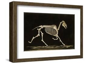 Skeleton of a Running Horse-null-Framed Photographic Print