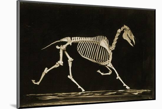 Skeleton of a Running Horse-null-Mounted Photographic Print